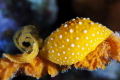   Nudibranch  